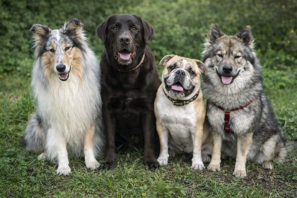 Rhea, Marley, Faze, Uma